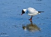 Seagull reflectio...