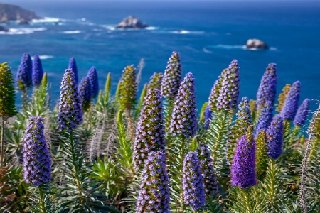 Coastal Flowers