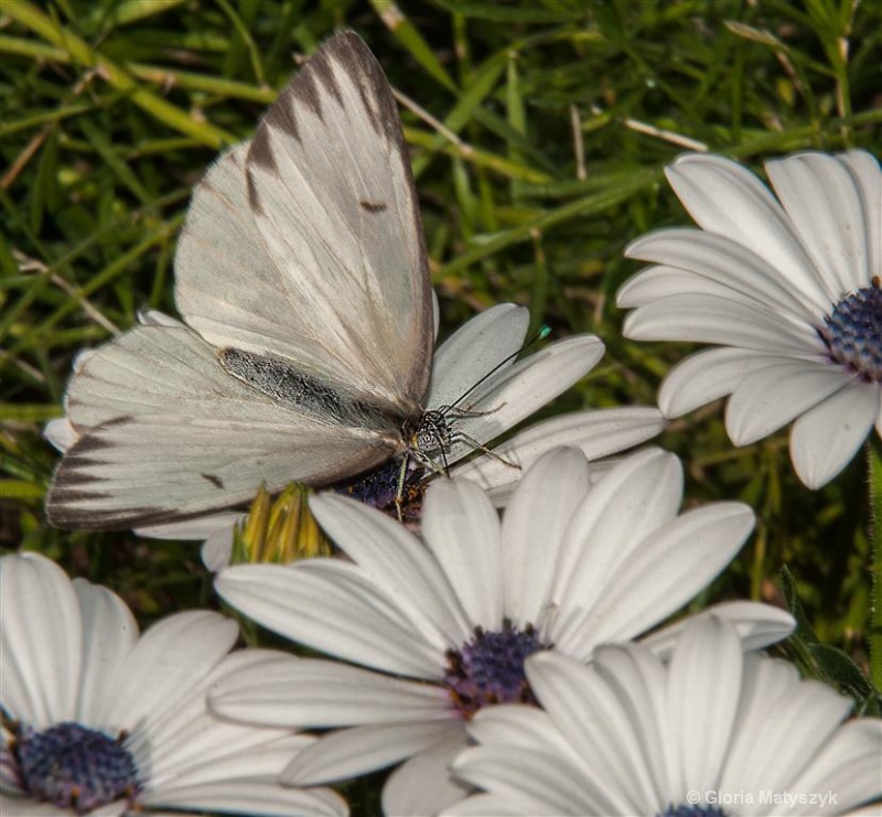White butterfly and flowers, Phoenix, Arizona - ID: 12995763 © Gloria Matyszyk