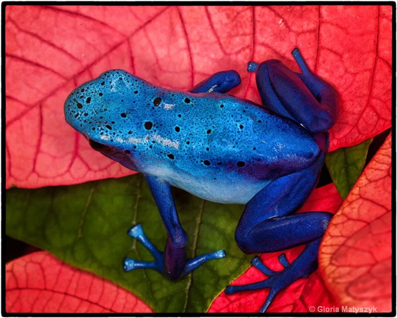 Blue Dart Frog - ID: 12995767 © Gloria Matyszyk