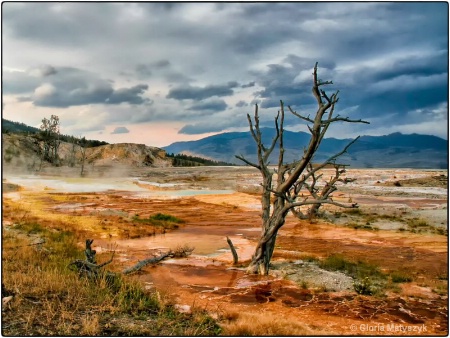 Mammoth Hot Springs Yellowstone National Park