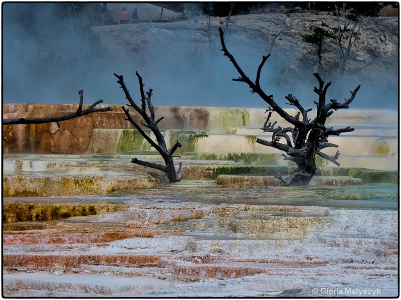 Mammoth Hot Springs Yellowstone National Park - ID: 12995791 © Gloria Matyszyk
