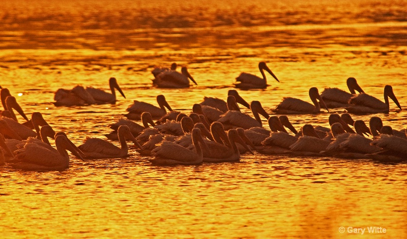 "Golden" Pelicans