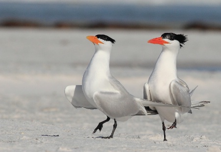 High Stepping Terns