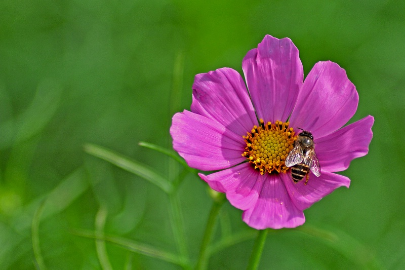 Busy bee - ID: 12996225 © VISHVAJIT JUIKAR