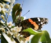 Painted Lady 
