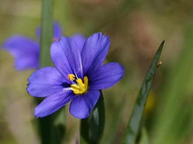 Blue-eyed grass