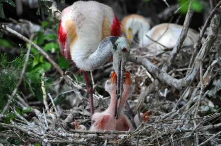 Roseate Spoonbill family