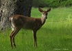 Oh Deer