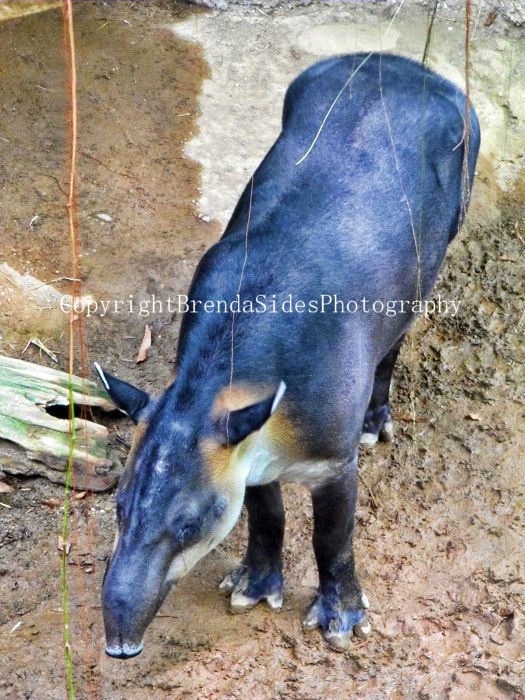 ~Timid Tapir~