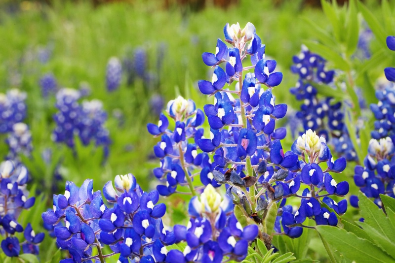 Texas Bluebonnet 2