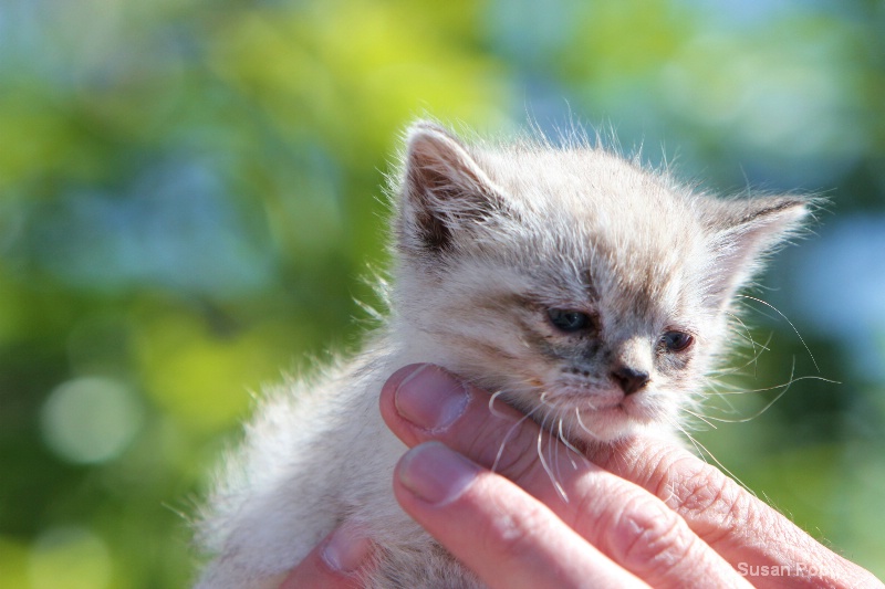 Baby Thunder