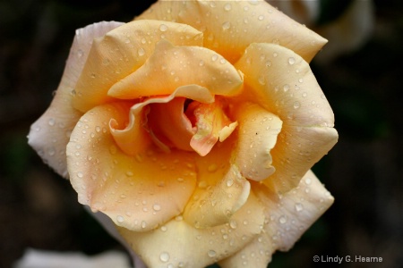 Yellow Rose in Bolinas