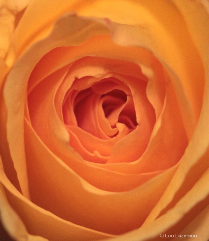 The Inner Yellow Rose