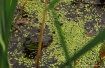 Bullfroggy