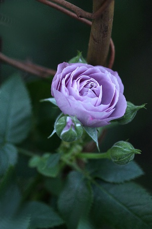 sweetheart rose