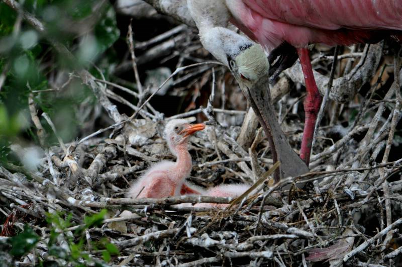 Fixing the nest