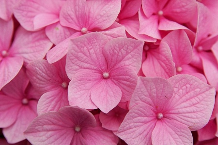 Hydrangea 2012 2