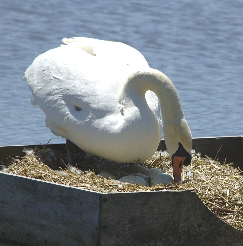 Mother Swan Checking Her Eggs