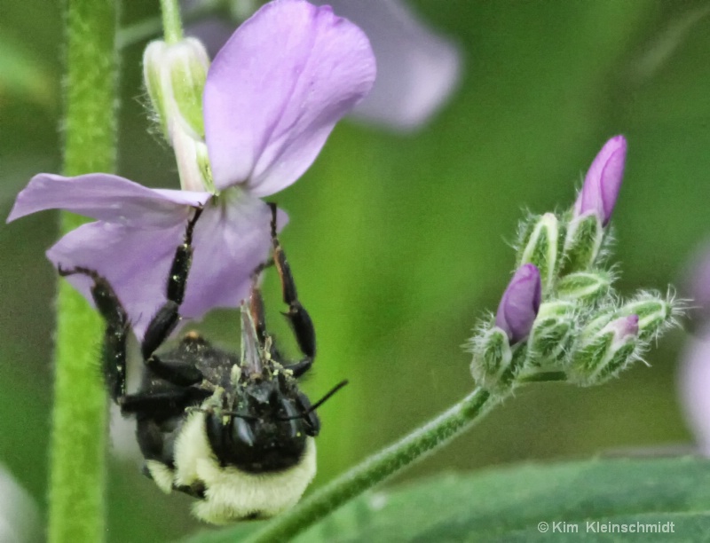 Busy Bee 