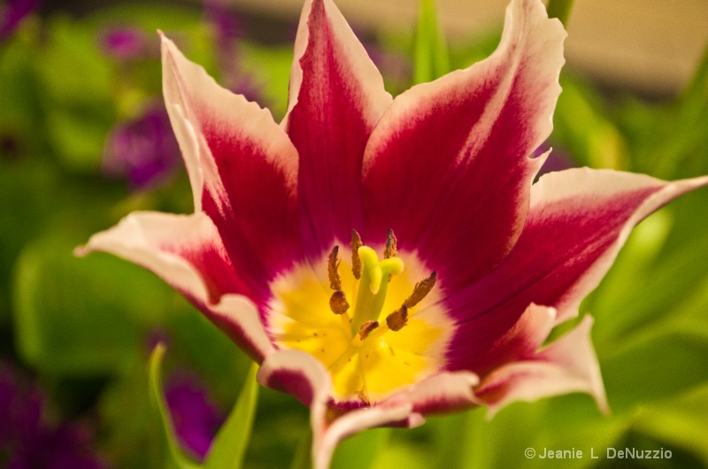 Fancy Tulip 