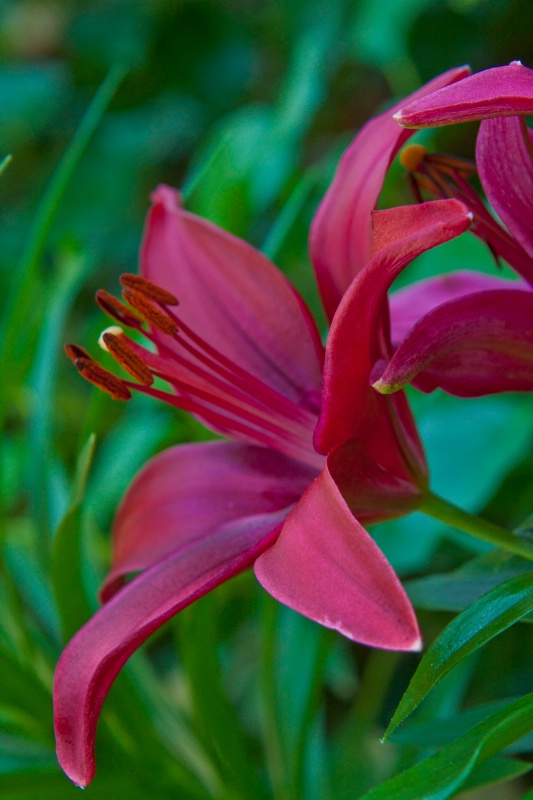 Lilies in Bloom