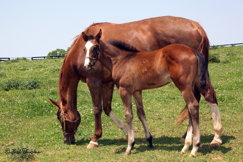 Mare and filly at Adena Springs
