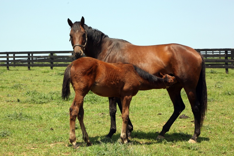 "Just Dreaming" and her foal
