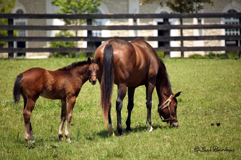 Mother and Filly