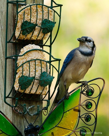 Blue Jay