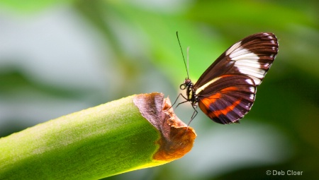 Bamboo and Butterfly