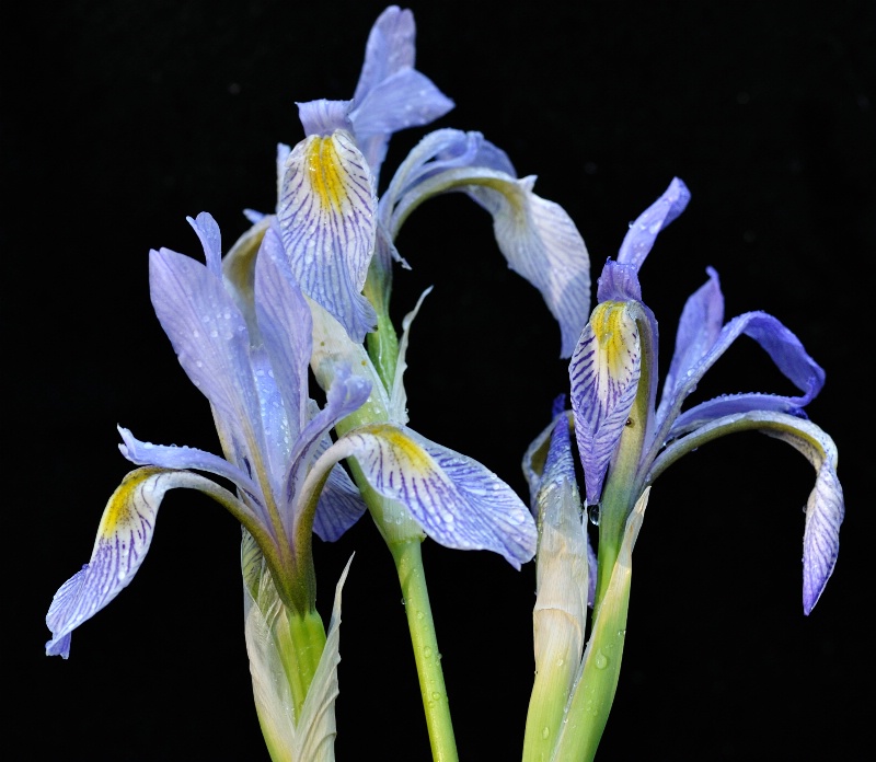 Wild Arizona Iris...This image is of Wild Iris gro