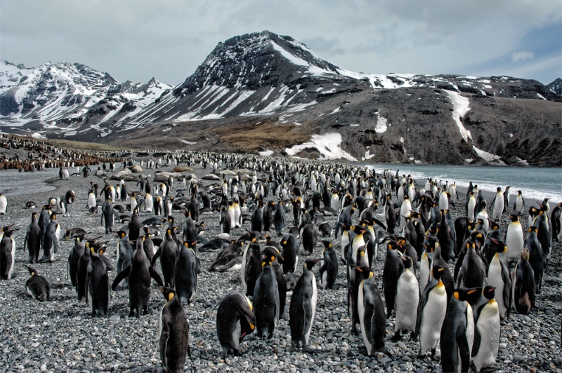 Penguin Beach