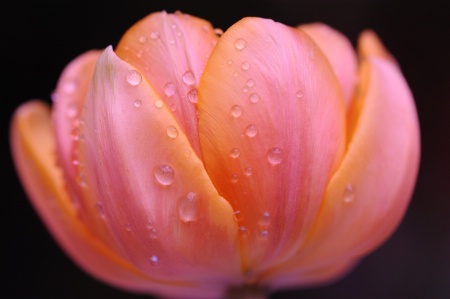 A Delicate Early Bloom..Pink and Orange Tulip earl