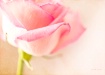 Rose Blush