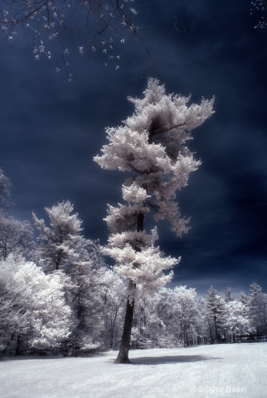 Infrared Tree - ID: 13002887 © Sibylle Basel