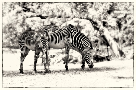 Sepia Stripes ...