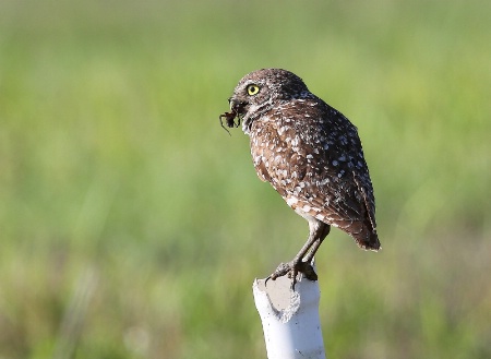 Burrowing Owl With A Spider