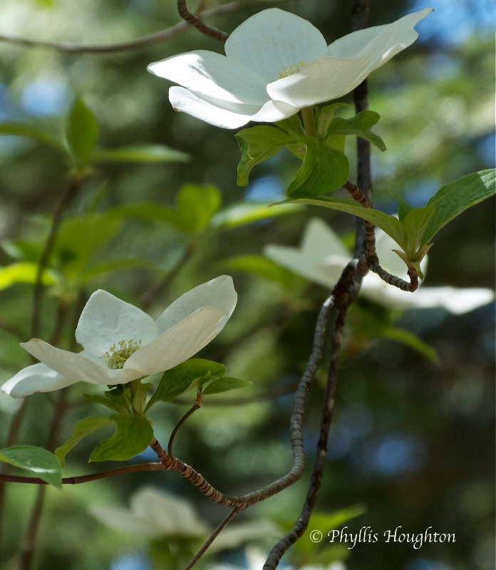 Dogwood Blossoms