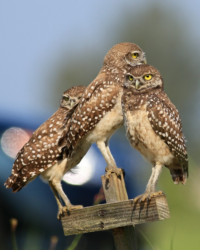 Burrowing Owl Group