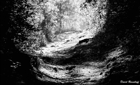 Path Home in BW