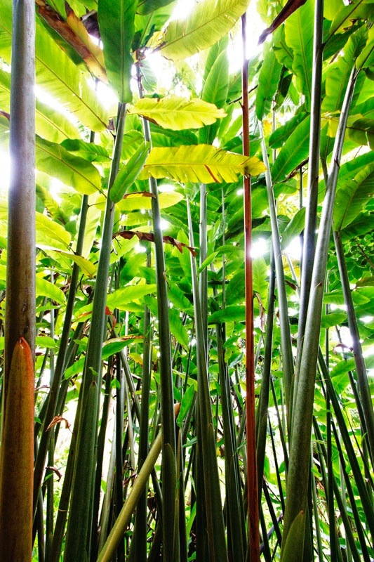 Bamboo Forest