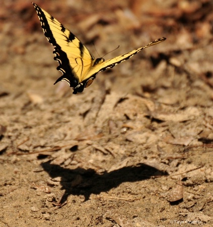 A Butterfly and his Shadow