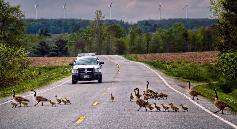 Country Crossing