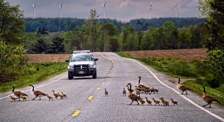 Country Crossing