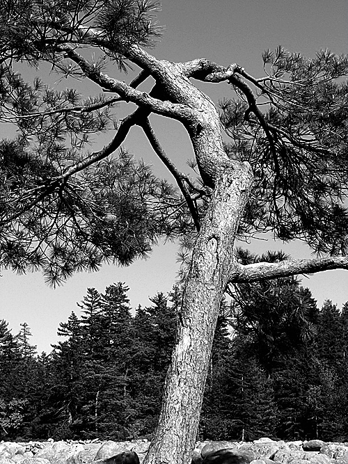 Tree in Boulder Field (01), Hickory Run State Park
