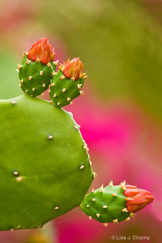 Cactus Flower