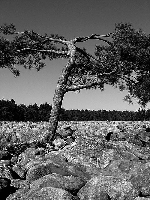 Tree In Boulder Field (02), Hickory Run State Park