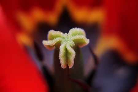 A red tulip