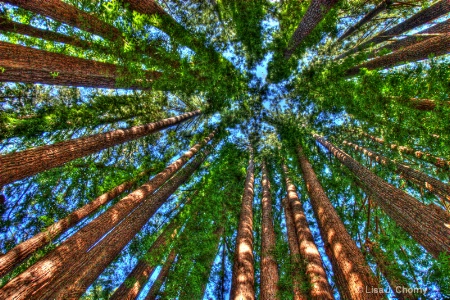 A Cathedral Grove of Redwoods